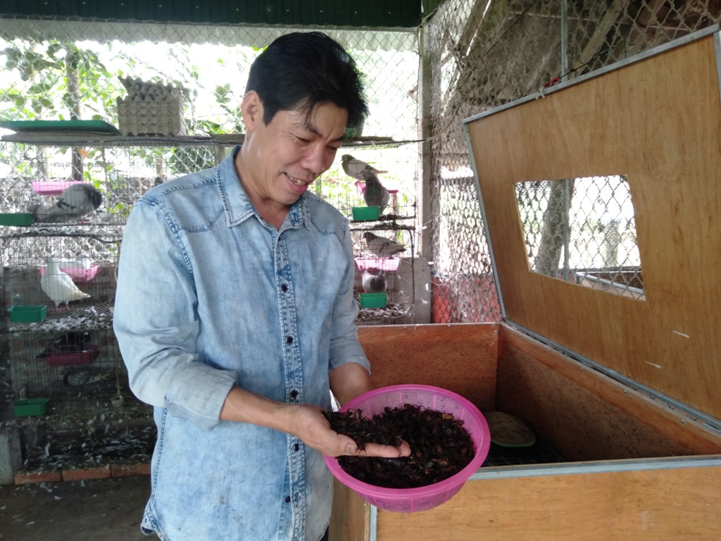 Kinh tế khá nhờ nuôi dế và chim bồ câu